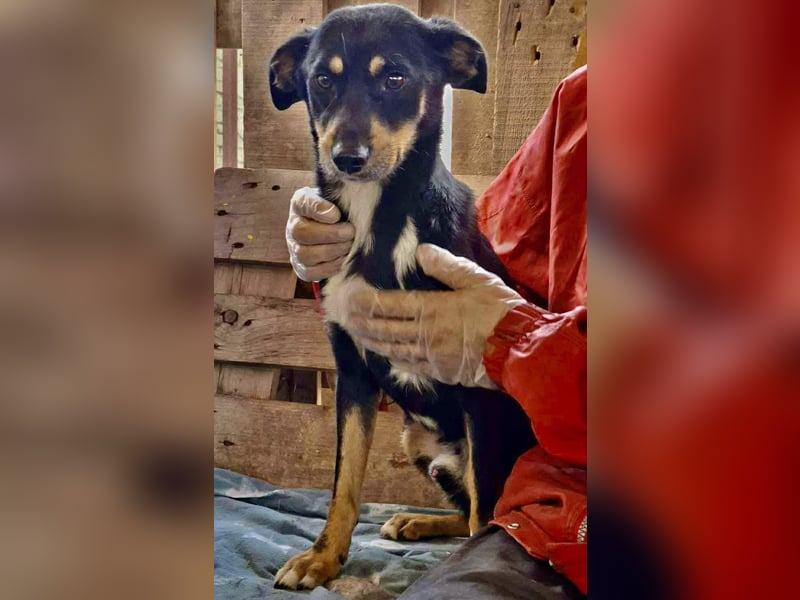 Berry - dankbar, aber noch schüchtern & ängstlich