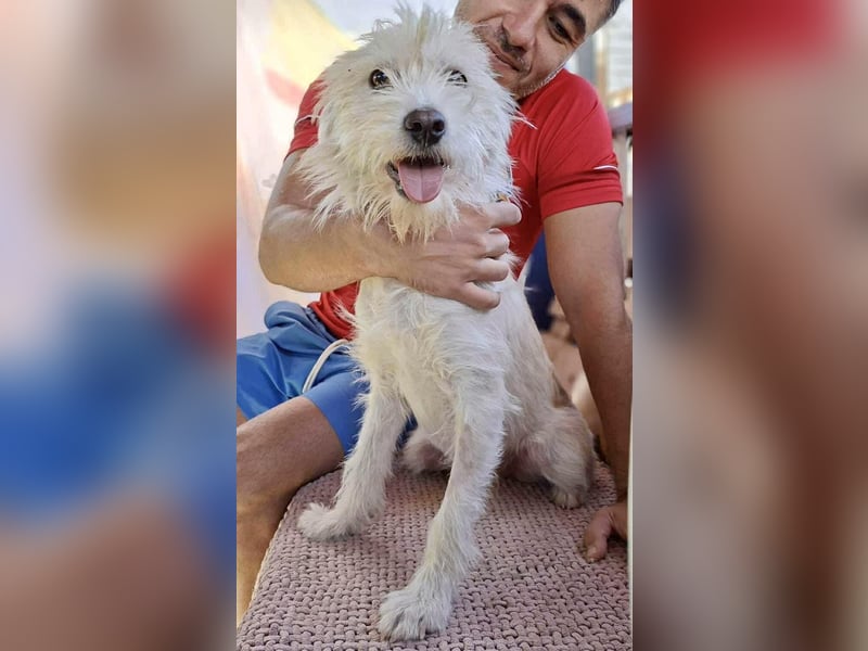 Lucky – Junghund voller Lebensfreude