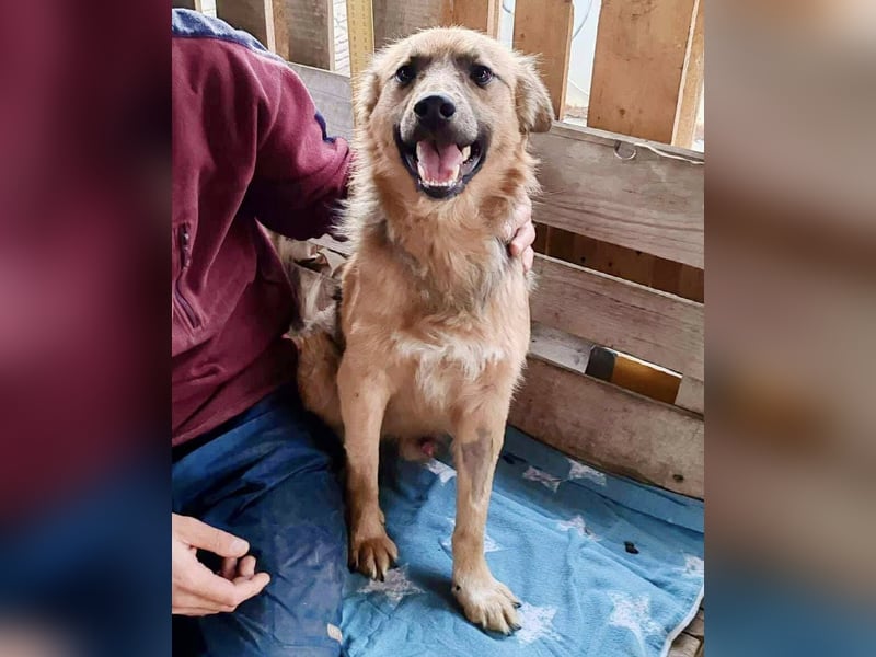 Junghund Benny – Pfote drauf, mit ihm wird das Leben heller Junghund Benny – Pfote drauf, mit ihm wird das Leben heller