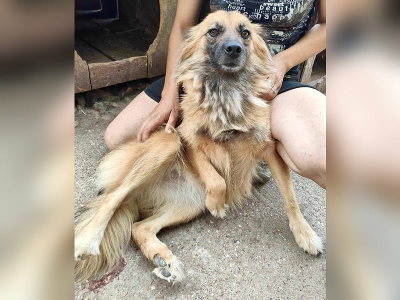 Freundliche Linda ist verspielt und verträglich