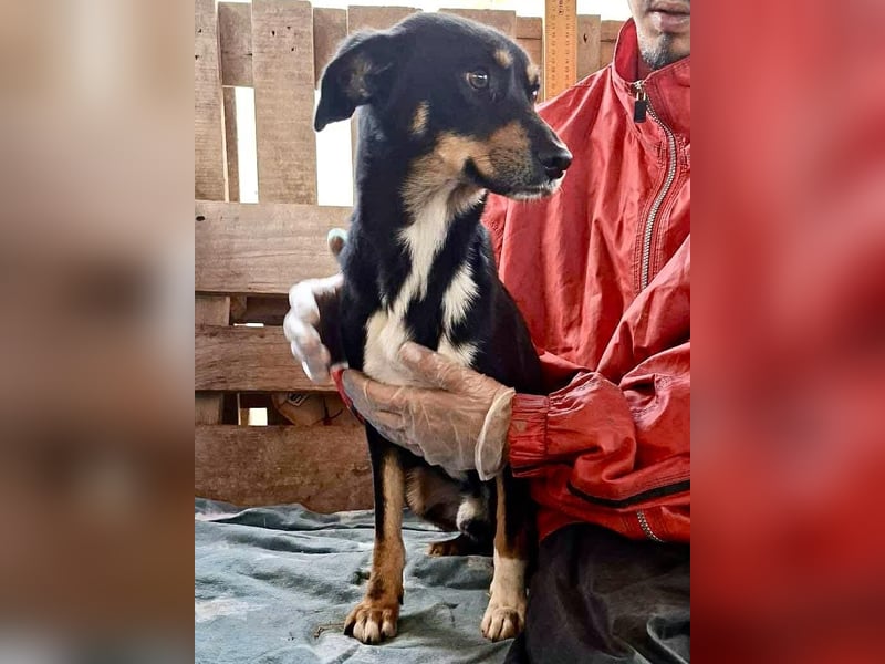 Berry - dankbar, aber noch schüchtern & ängstlich