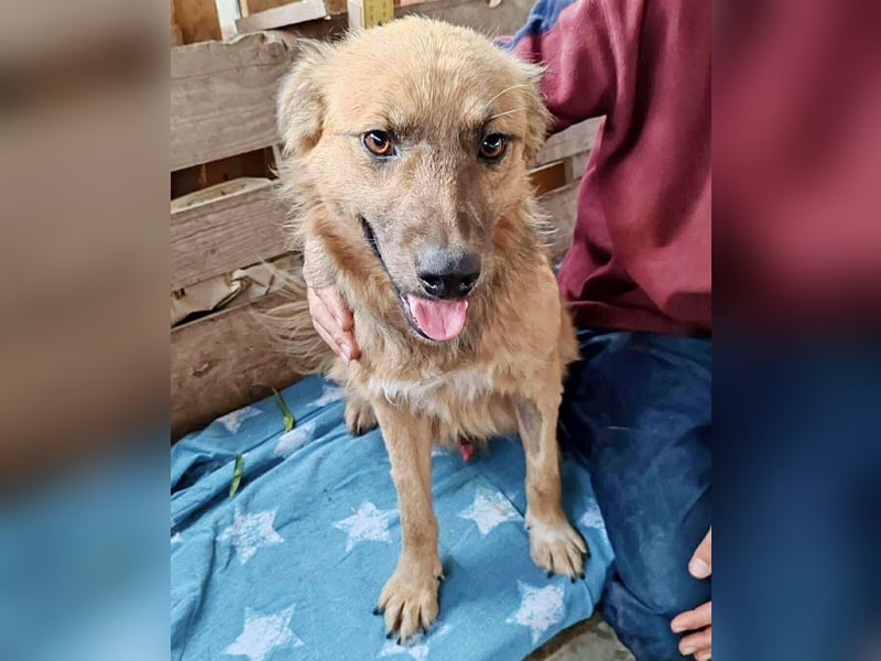 Junghund Benny – Pfote drauf, mit ihm wird das Leben heller Junghund Benny – Pfote drauf, mit ihm wird das Leben heller