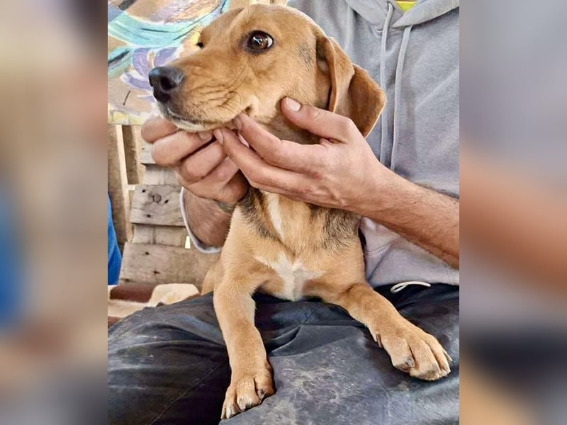 Beagle-Mix Mila – sanfte Junghündin sucht Geborgenheit