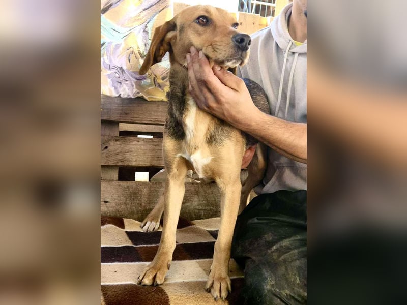 Beagle-Mix Mila – sanfte Junghündin sucht Geborgenheit