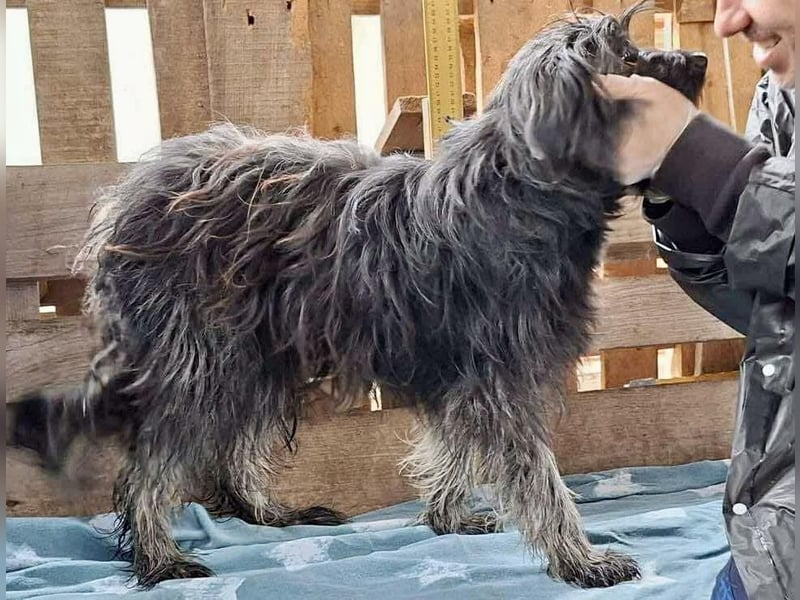 Sidney – junge Hündin mit Lebensfreude