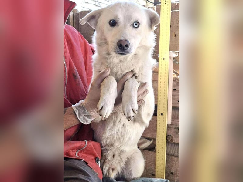 Liviu - freundlich & sozial