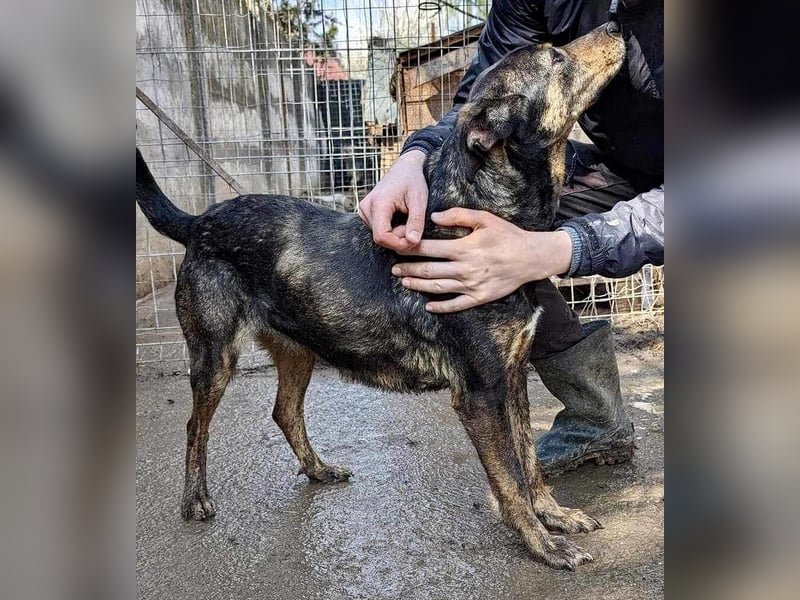 Schüchterne Liri - freundlich und verschmust