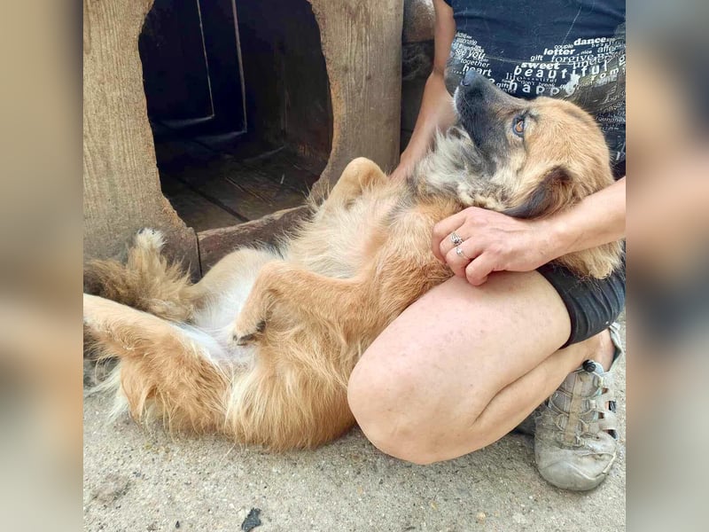 Freundliche Linda ist verspielt und verträglich
