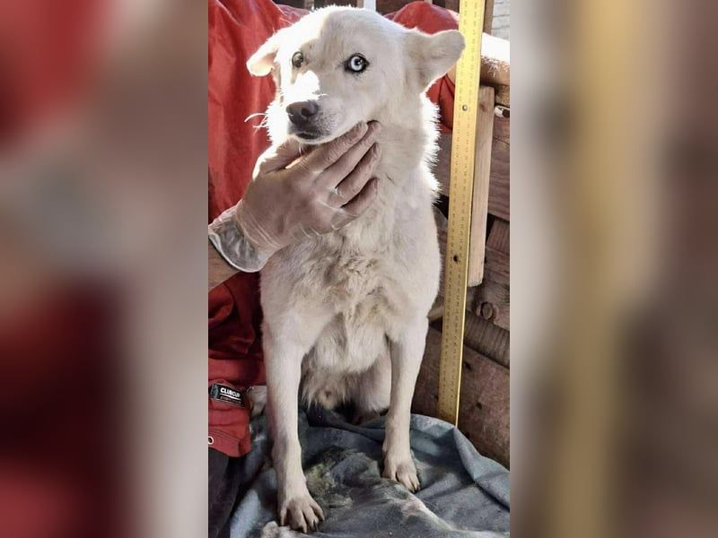 Liviu - freundlich & sozial