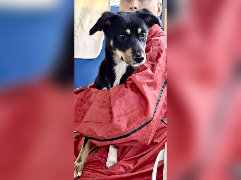 Berry - dankbar, aber noch schüchtern & ängstlich