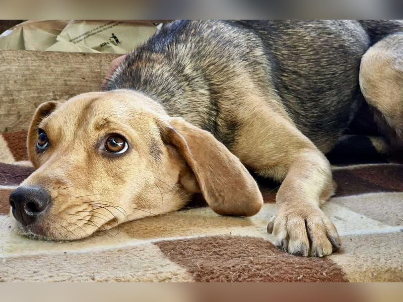 Beagle-Mix Mila – sanfte Junghündin sucht Geborgenheit