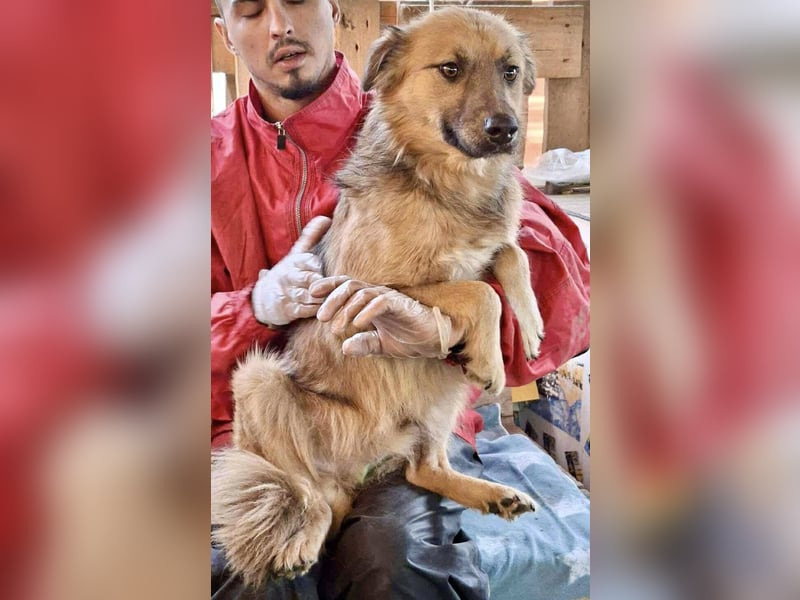 Junghund Benny – Pfote drauf, mit ihm wird das Leben heller Junghund Benny – Pfote drauf, mit ihm wird das Leben heller