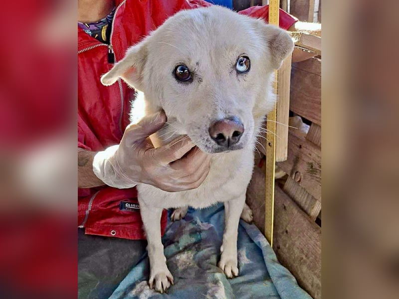 Liviu - freundlich & sozial