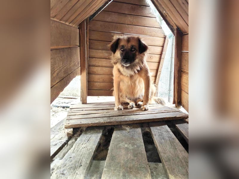 Freundliche Linda ist verspielt und verträglich