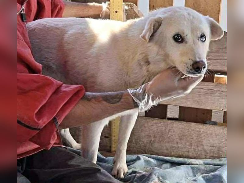 Liviu - freundlich & sozial