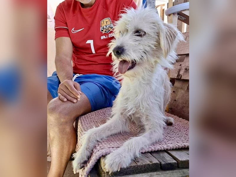 Lucky – Junghund voller Lebensfreude