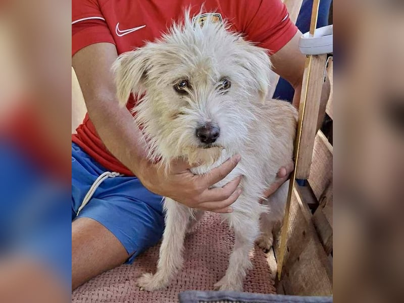 Lucky – Junghund voller Lebensfreude