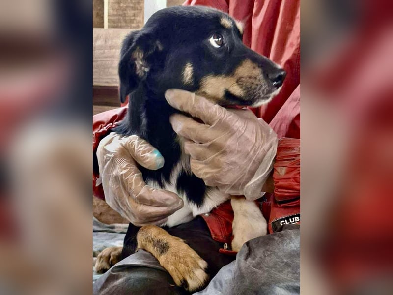 Berry - dankbar, aber noch schüchtern & ängstlich