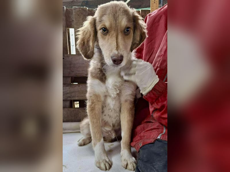 Liam - fröhlicher Welpenjunge