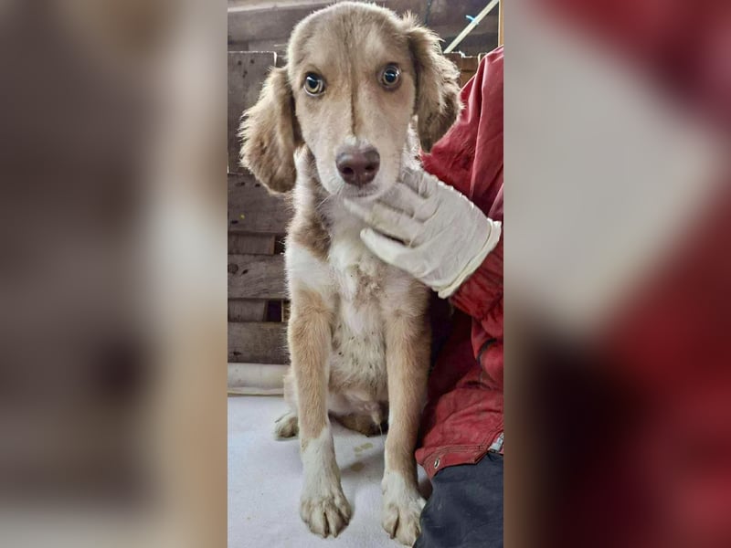 Liam - fröhlicher Welpenjunge