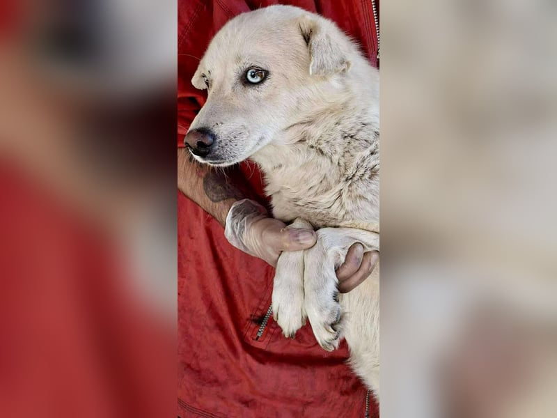 Liviu - freundlich & sozial