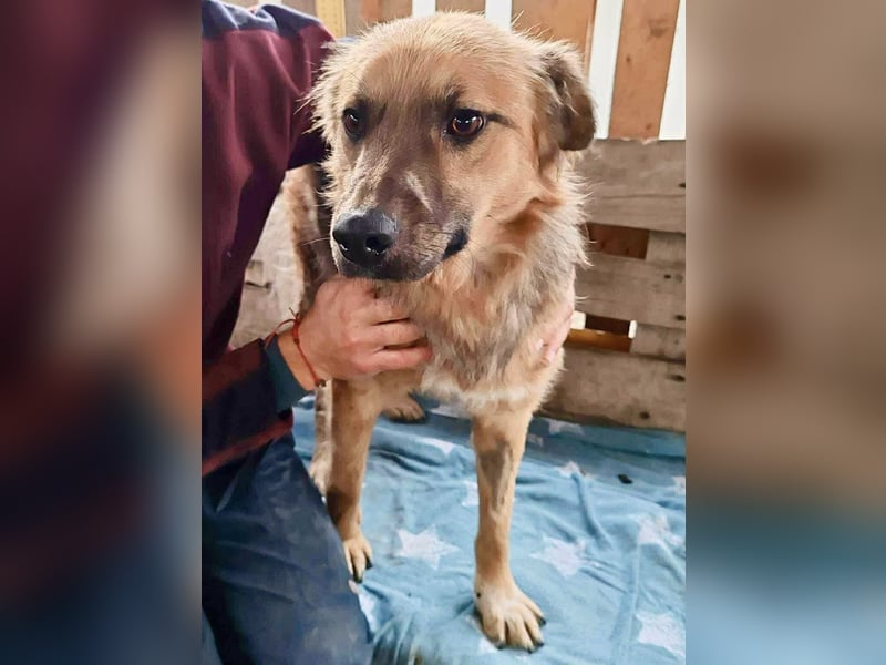 Junghund Benny – Pfote drauf, mit ihm wird das Leben heller Junghund Benny – Pfote drauf, mit ihm wird das Leben heller