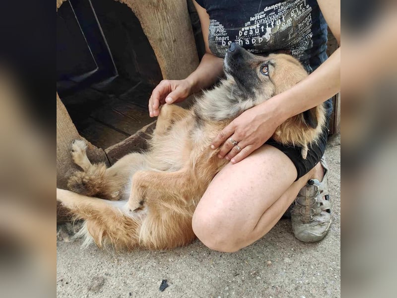 Freundliche Linda ist verspielt und verträglich