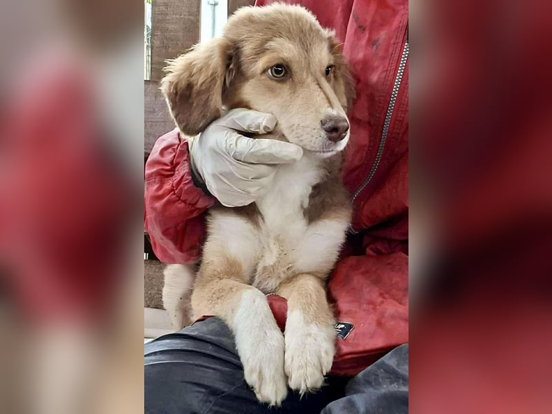 Liam - fröhlicher Welpenjunge