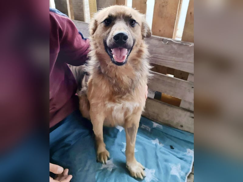 Junghund Benny – Pfote drauf, mit ihm wird das Leben heller Junghund Benny – Pfote drauf, mit ihm wird das Leben heller