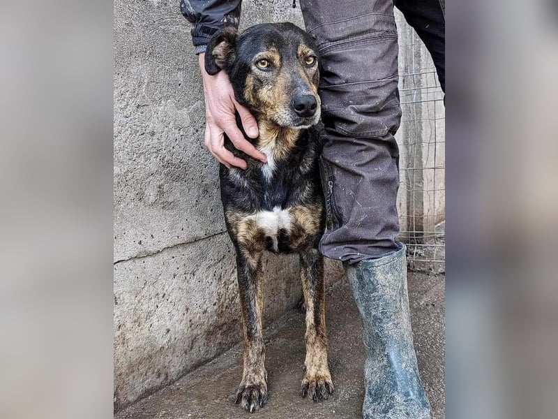 Schüchterne Liri - freundlich und verschmust