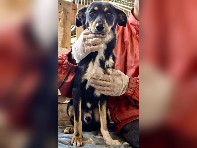 Berry - dankbar, aber noch schüchtern & ängstlich