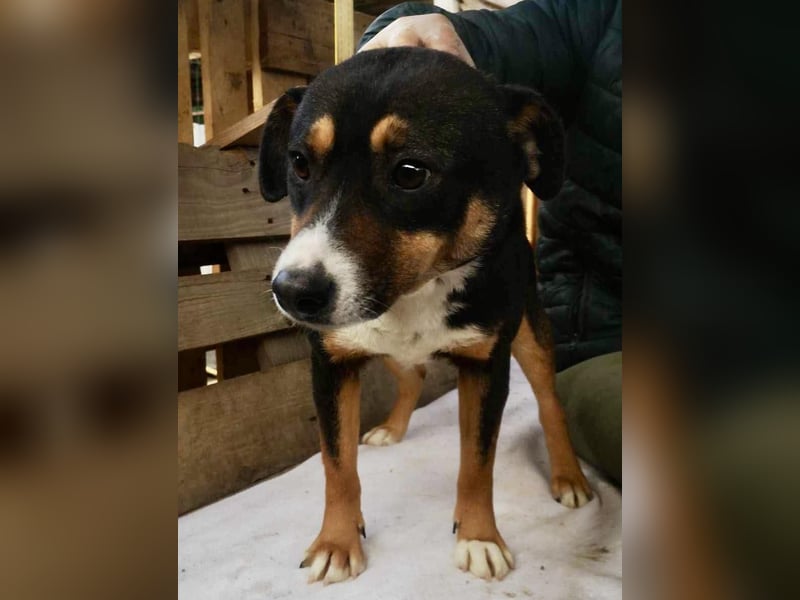 Franjo sucht warmes & liebevolles Zuhause