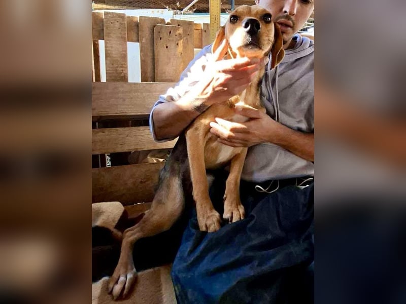 Beagle-Mix Mila – sanfte Junghündin sucht Geborgenheit