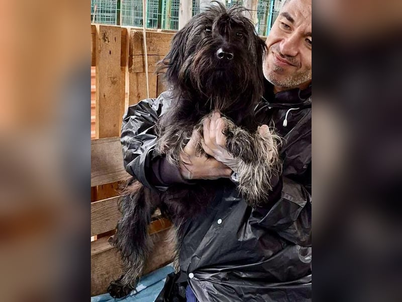 Sidney – junge Hündin mit Lebensfreude