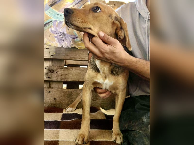 Beagle-Mix Mila – sanfte Junghündin sucht Geborgenheit