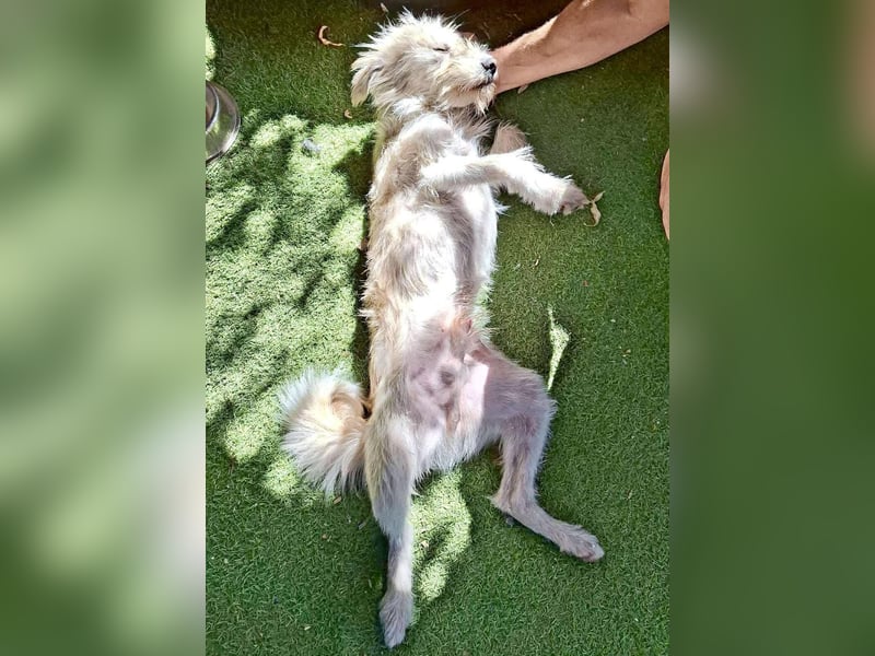 Lucky – Junghund voller Lebensfreude