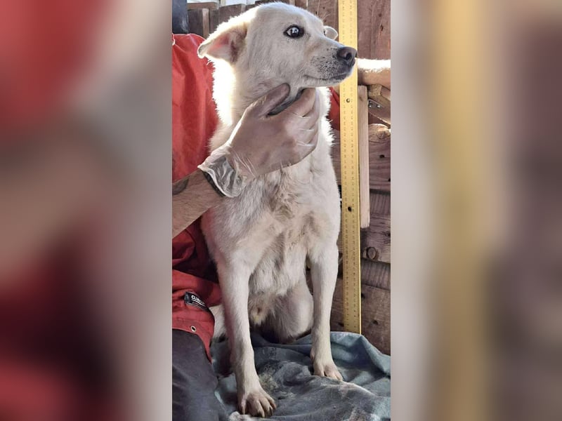 Liviu - freundlich & sozial