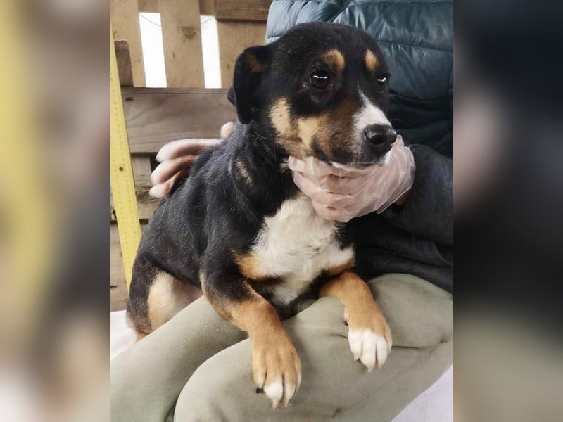 Franjo sucht warmes & liebevolles Zuhause