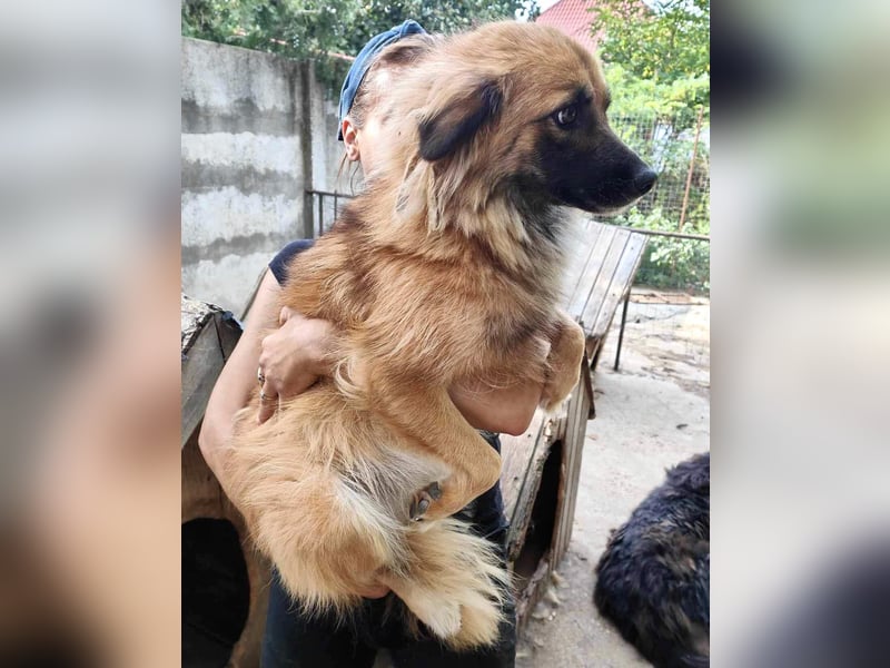 Freundliche Linda ist verspielt und verträglich