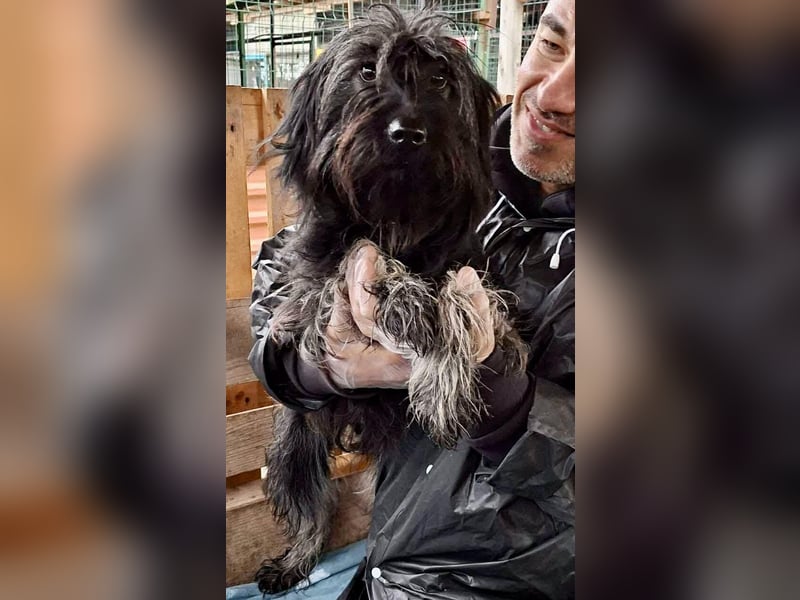 Sidney – junge Hündin mit Lebensfreude