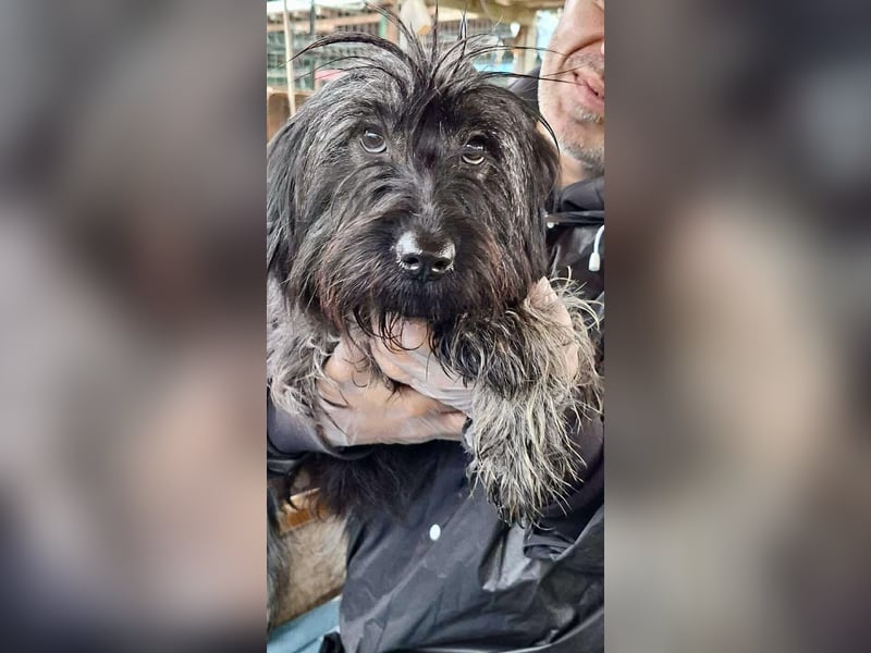 Sidney – junge Hündin mit Lebensfreude