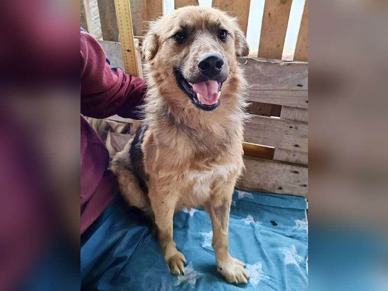 Junghund Benny – Pfote drauf, mit ihm wird das Leben heller Junghund Benny – Pfote drauf, mit ihm wird das Leben heller