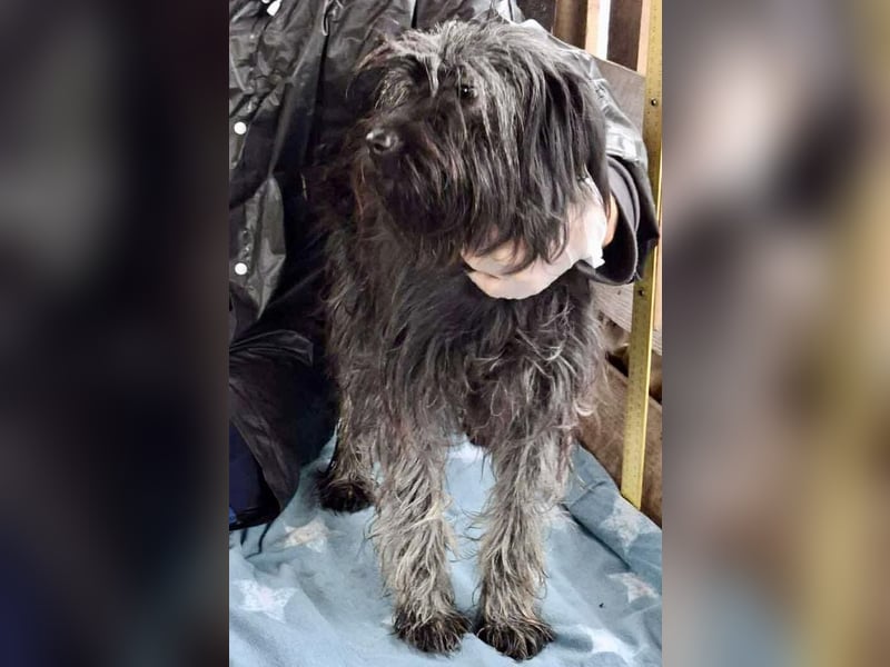 Sidney – junge Hündin mit Lebensfreude