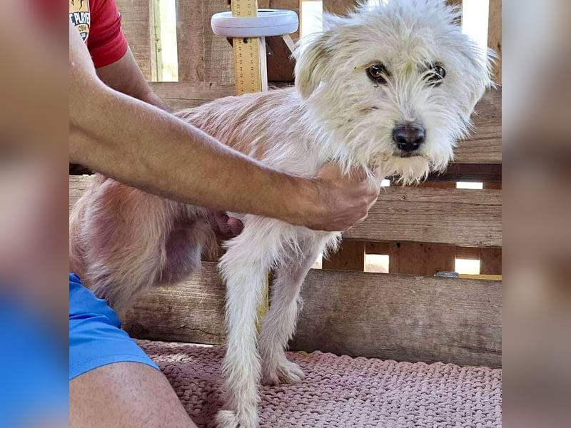 Lucky – Junghund voller Lebensfreude