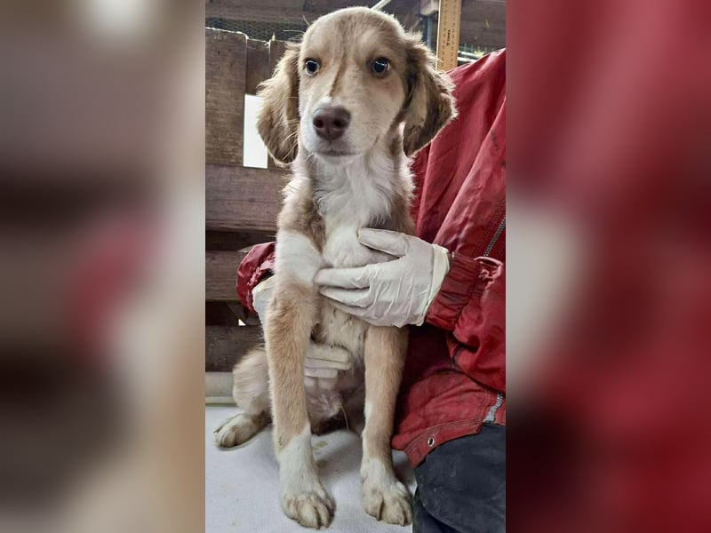 Liam - fröhlicher Welpenjunge