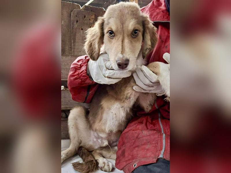 Liam - fröhlicher Welpenjunge