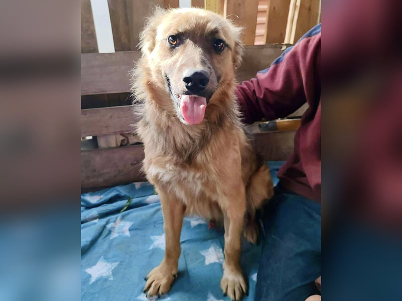 Junghund Benny – Pfote drauf, mit ihm wird das Leben heller Junghund Benny – Pfote drauf, mit ihm wird das Leben heller