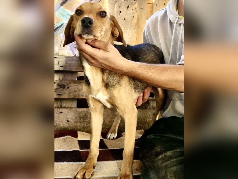 Beagle-Mix Mila – sanfte Junghündin sucht Geborgenheit