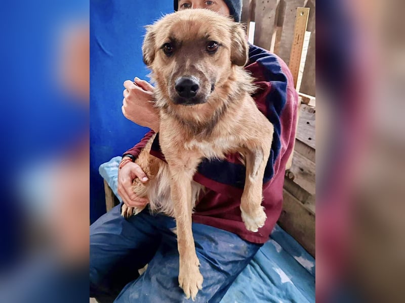 Junghund Benny – Pfote drauf, mit ihm wird das Leben heller Junghund Benny – Pfote drauf, mit ihm wird das Leben heller