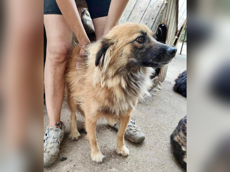 Freundliche Linda ist verspielt und verträglich